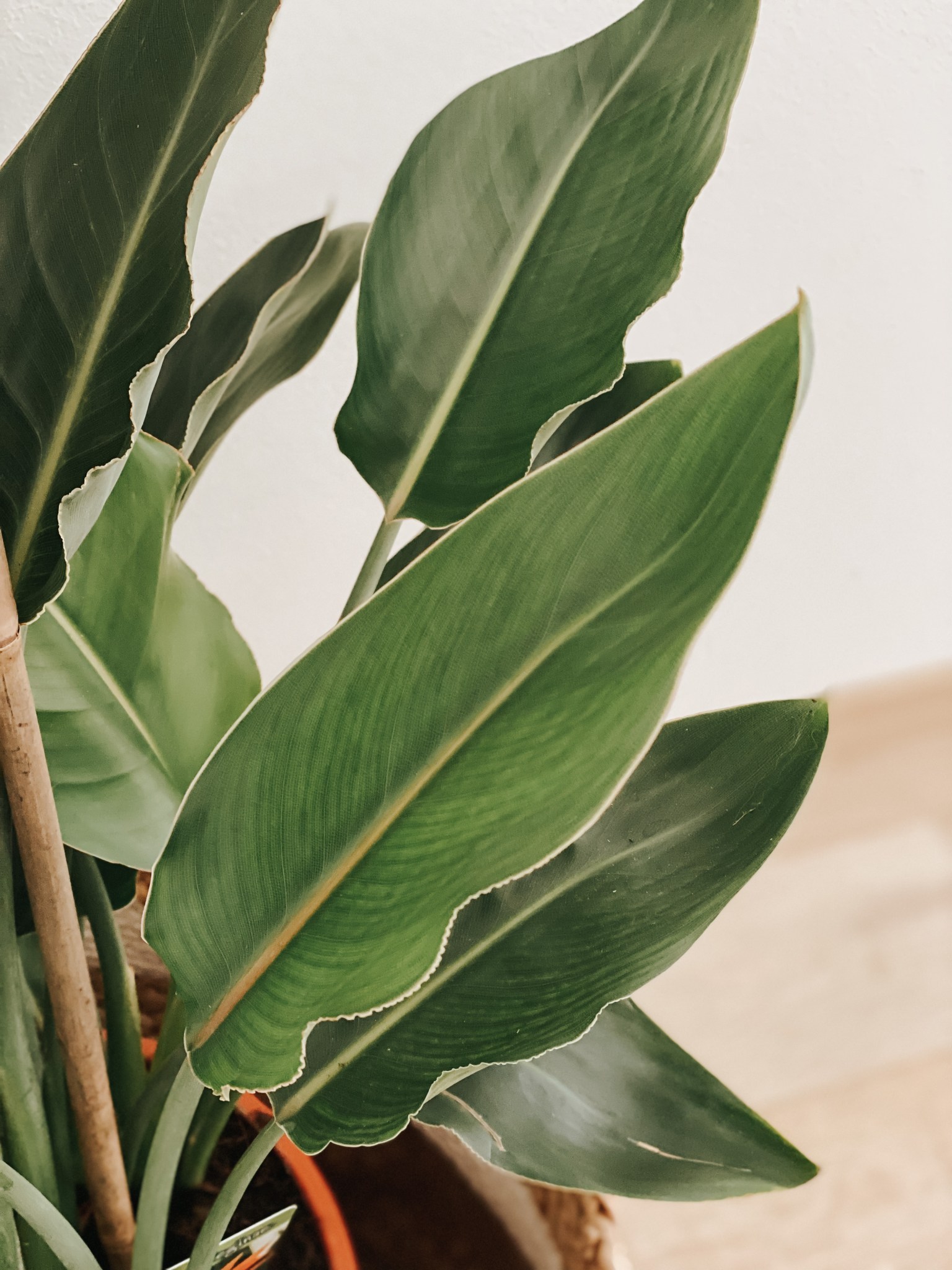 Portapillole 7 Giorni Con Doppio Scomparto Giornaliero - Foto 10